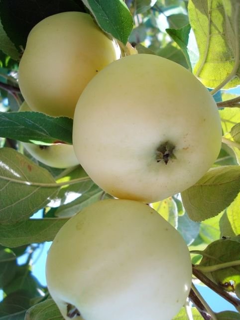 Яблоня белый налив фото дерева