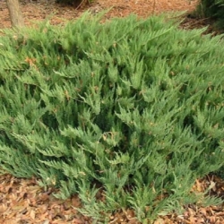   (Tamaricifolia) - -. - 