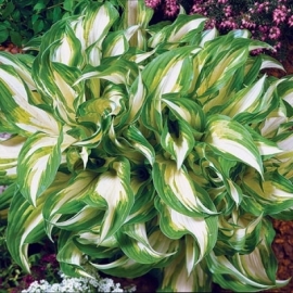    Mediovariegata () - -. - 