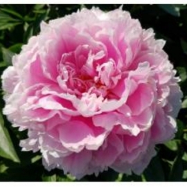   Sarah Bernhardt,   - -. - 