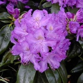     (Purpurea elegant) - -. - 